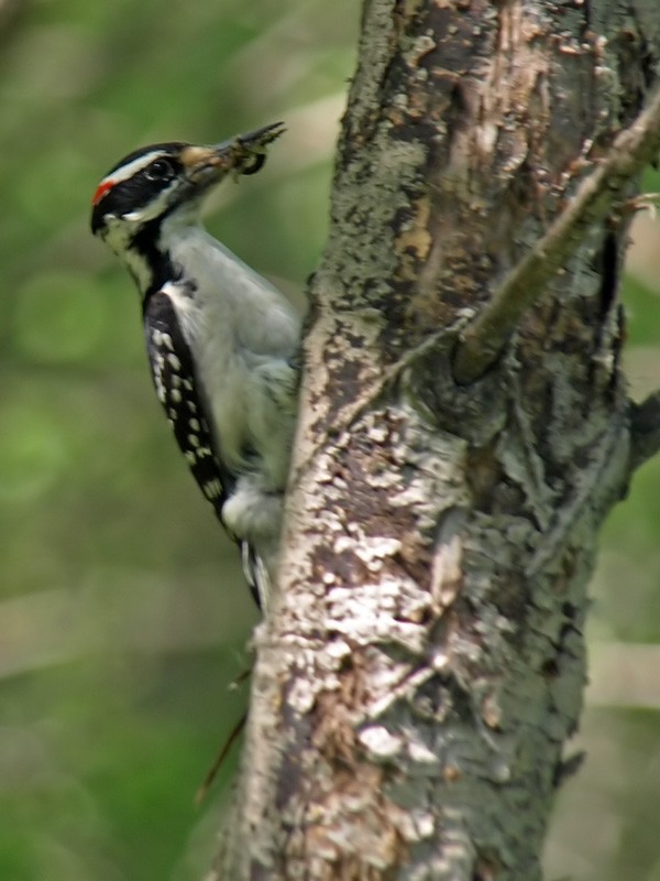 Hairy Woodpecker - Dan Sochirca