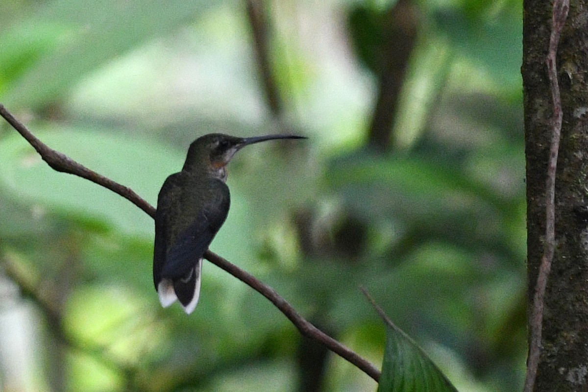 Pale-tailed Barbthroat - ML203287351