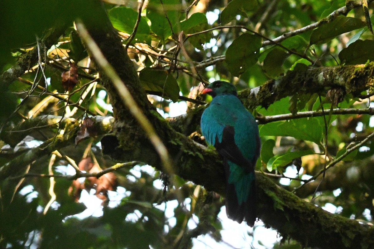 Quetzal Pavonino - ML203287381