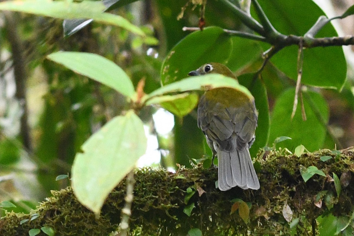 Gray-tailed Piha - David M. Bell
