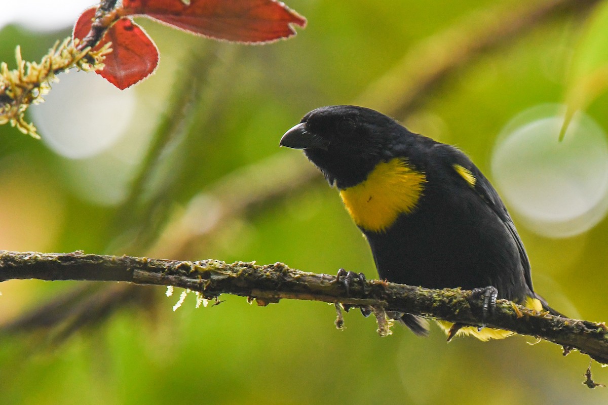Golden-chested Tanager - ML203287981