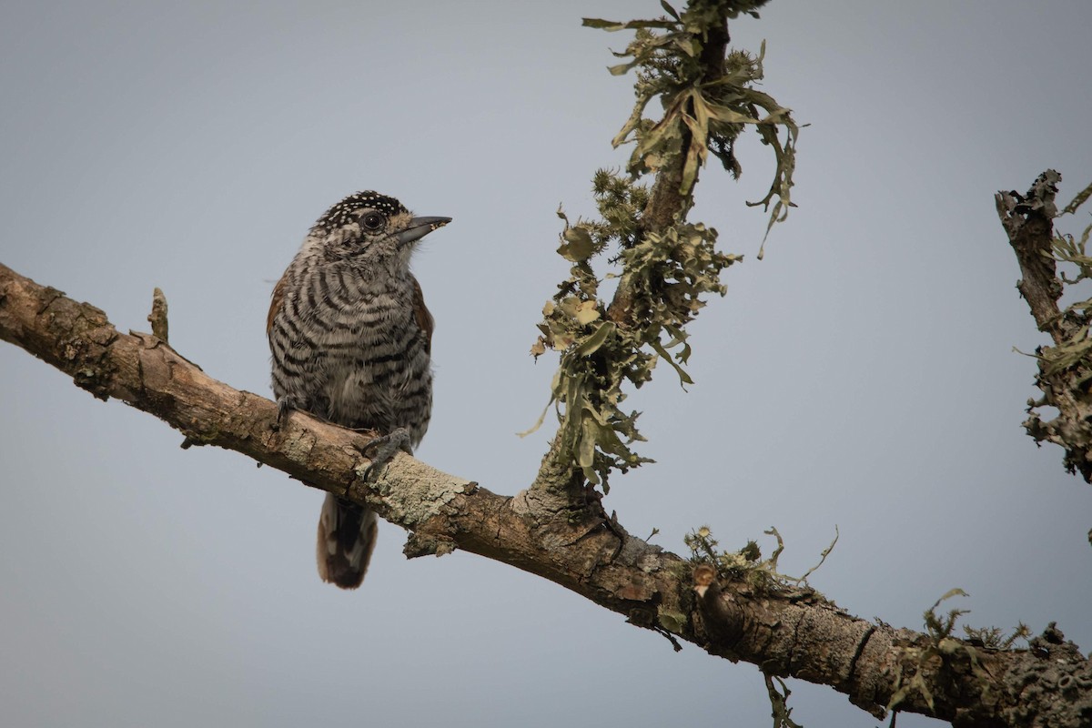 White-barred Piculet - ML203288351