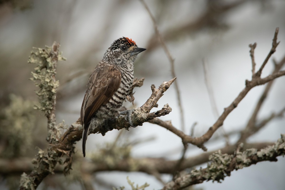 White-barred Piculet - ML203288371