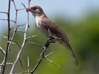 雌鳥 - Charley Hesse TROPICAL BIRDING - ML203289091