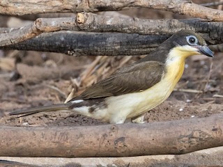ノドグロミツオシエ - eBird