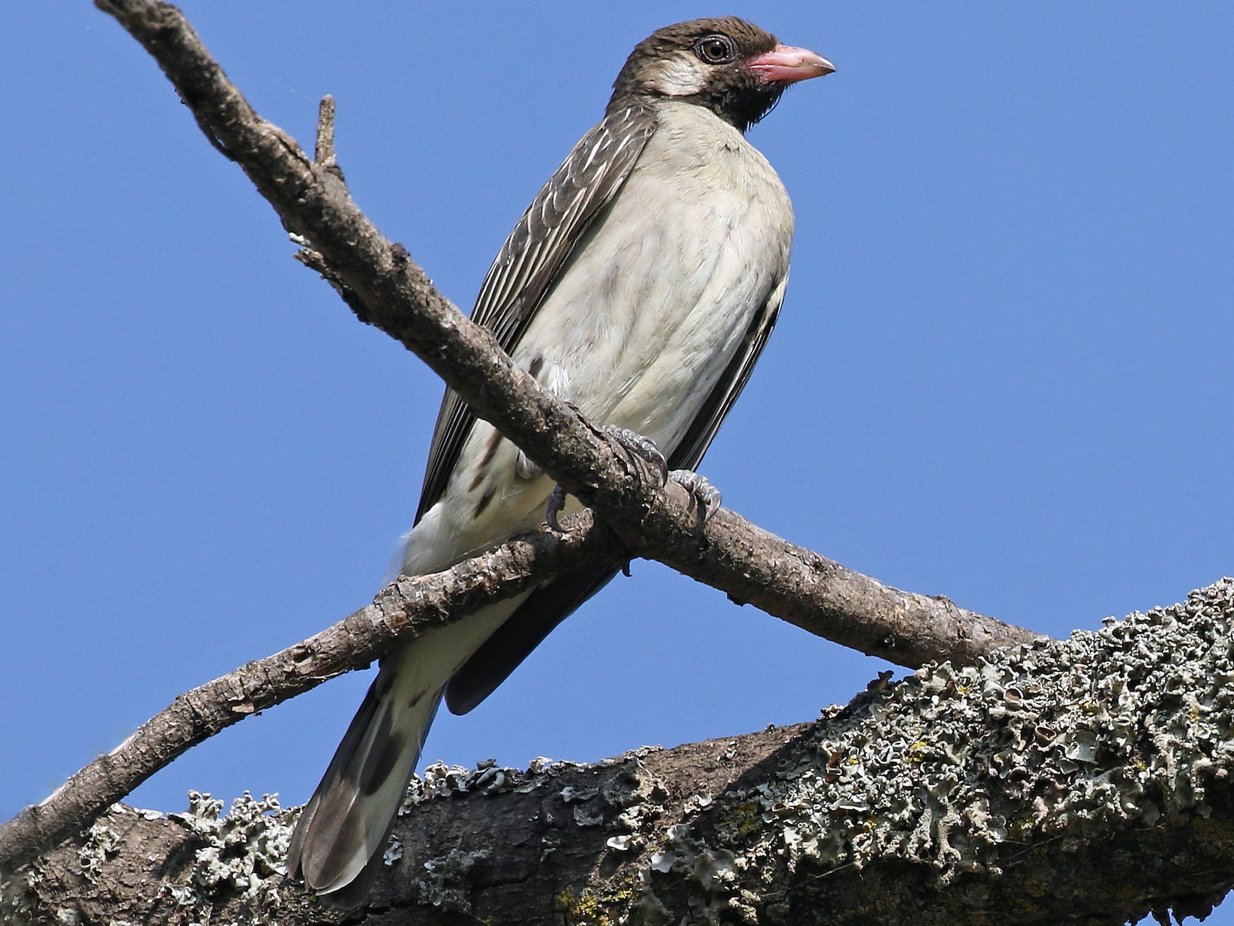 Greater Honeyguide - eBird