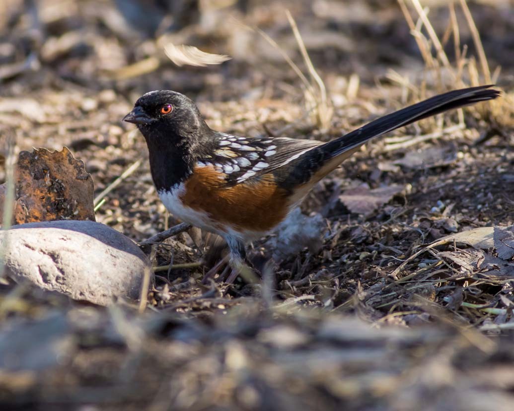 Spotted Towhee - ML203290951