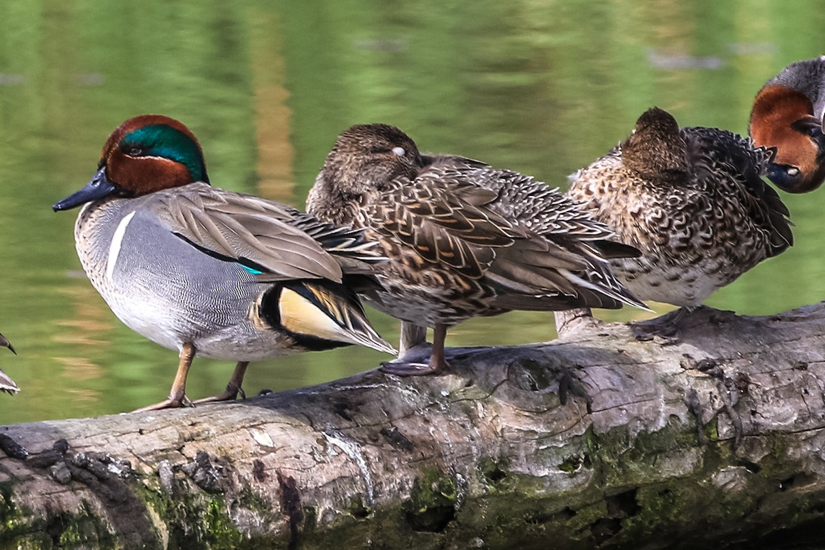 Green-winged Teal - ML203290981