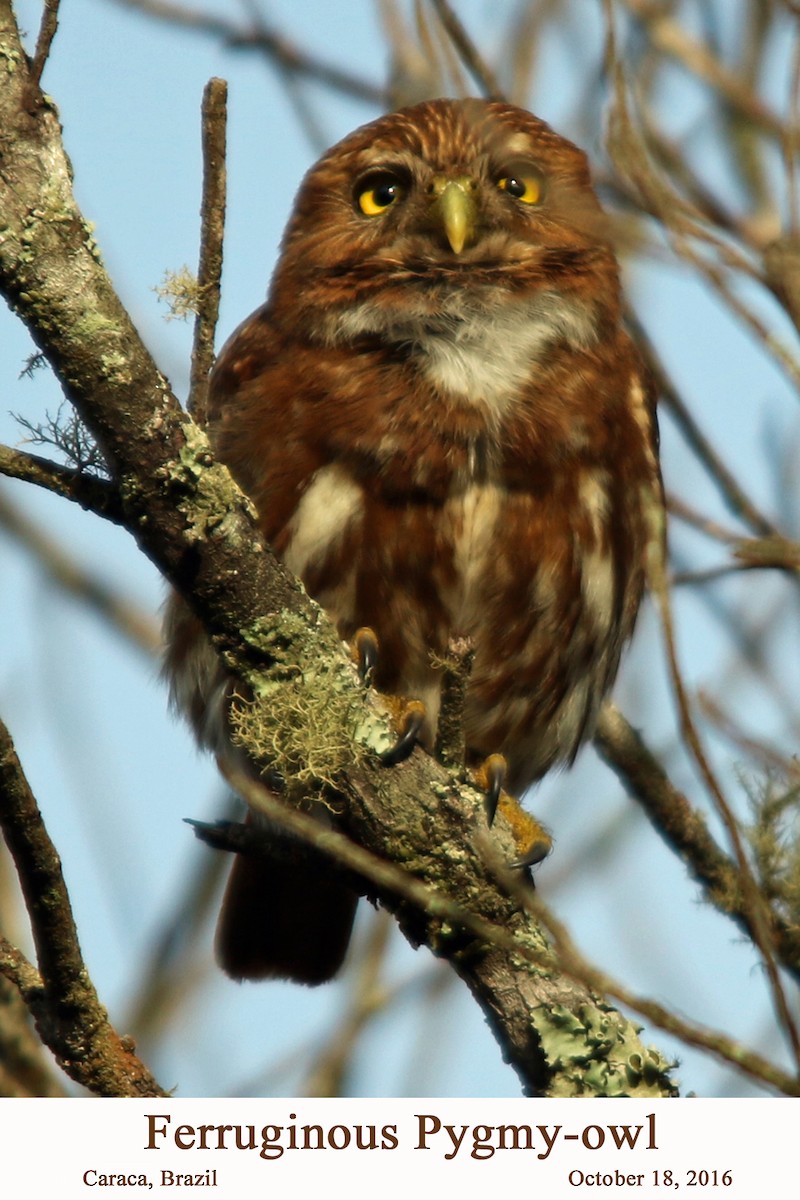 Ferruginous Pygmy-Owl - ML203291011