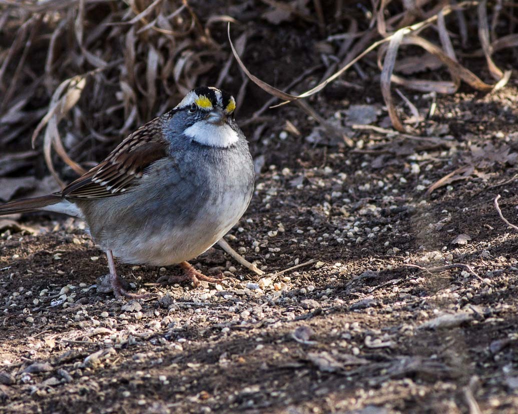 White-throated Sparrow - ML203291461