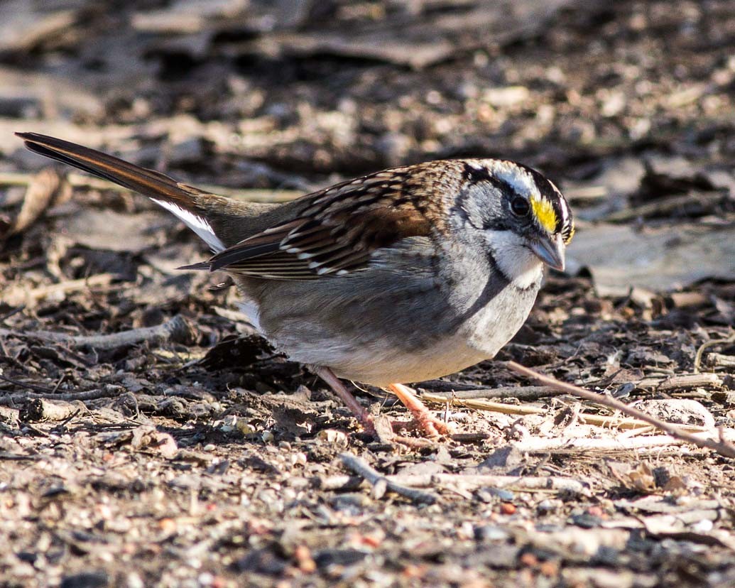 White-throated Sparrow - ML203291471