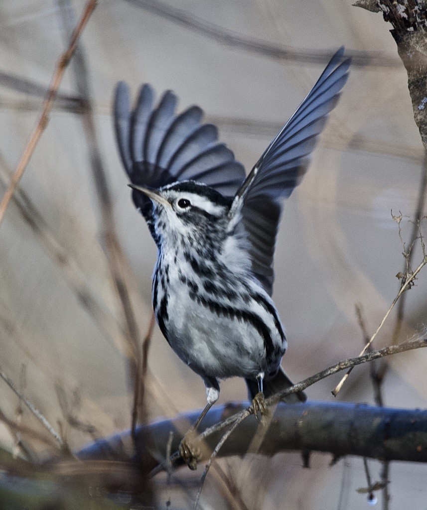 Black-and-white Warbler - ML203291821