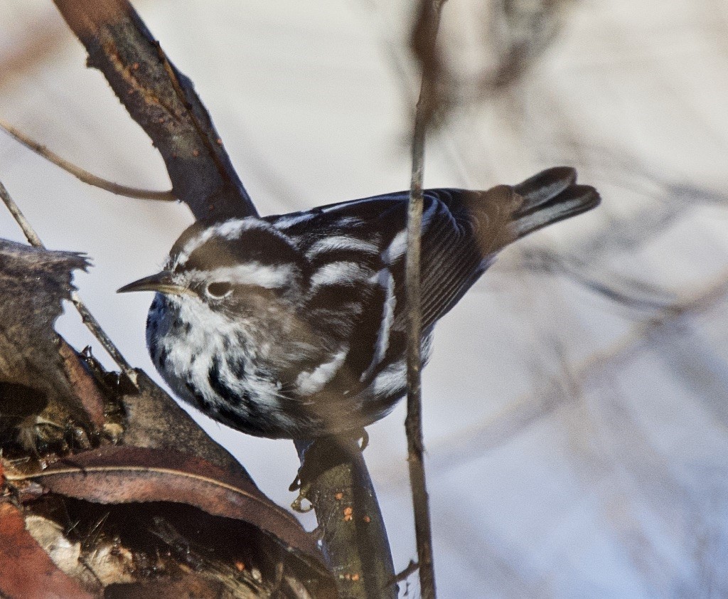 Black-and-white Warbler - ML203291991