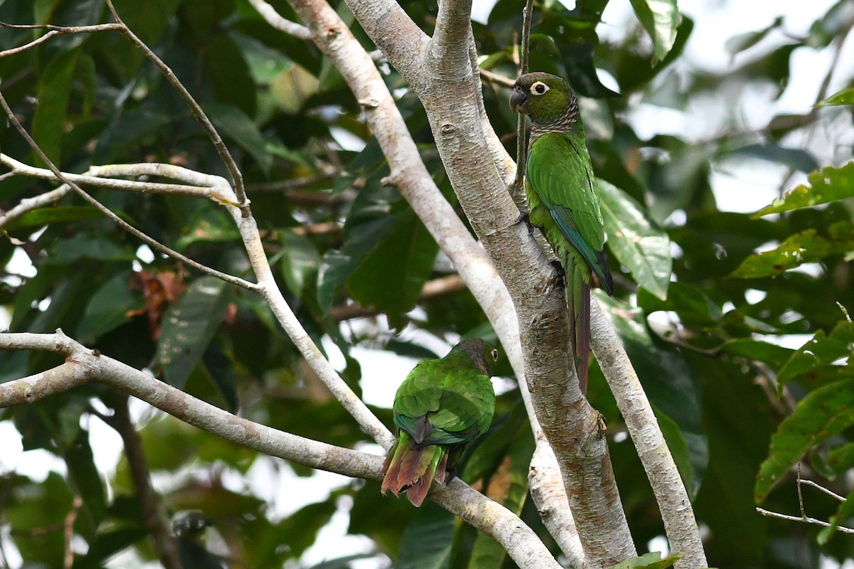Maroon-tailed Parakeet - ML203299311