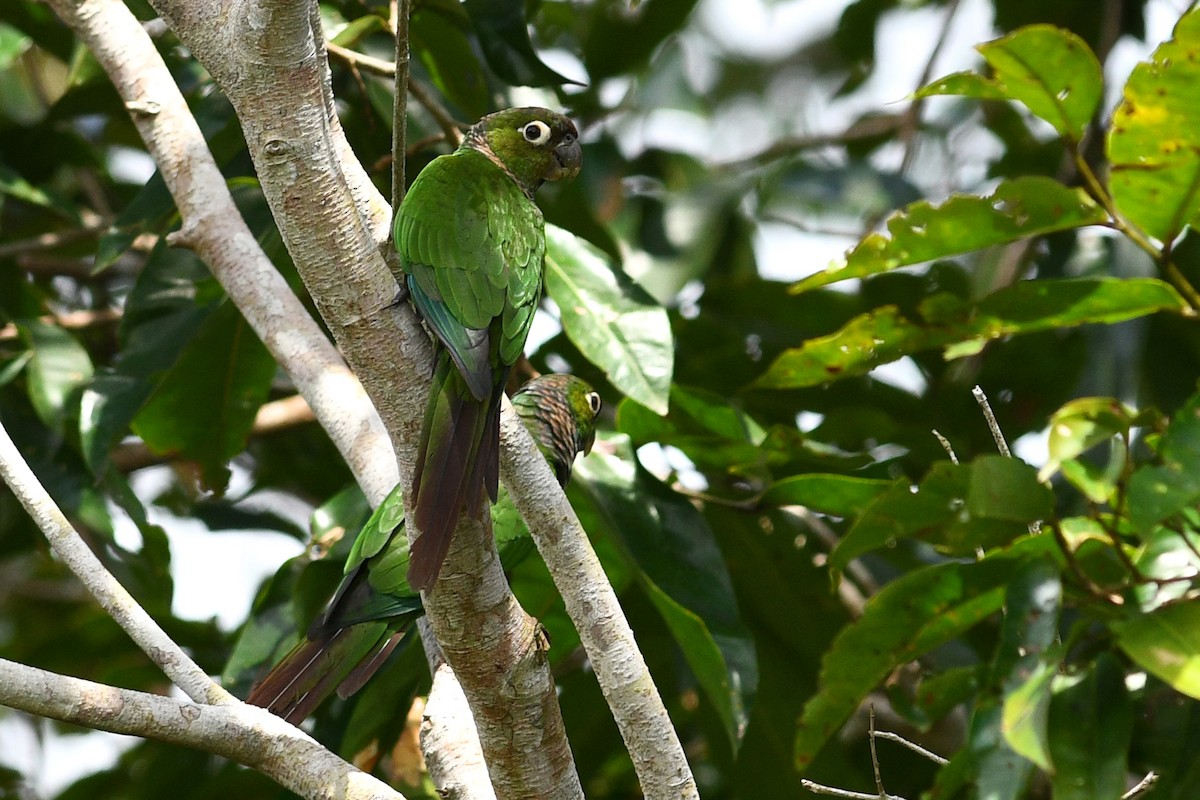 Maroon-tailed Parakeet - ML203299351
