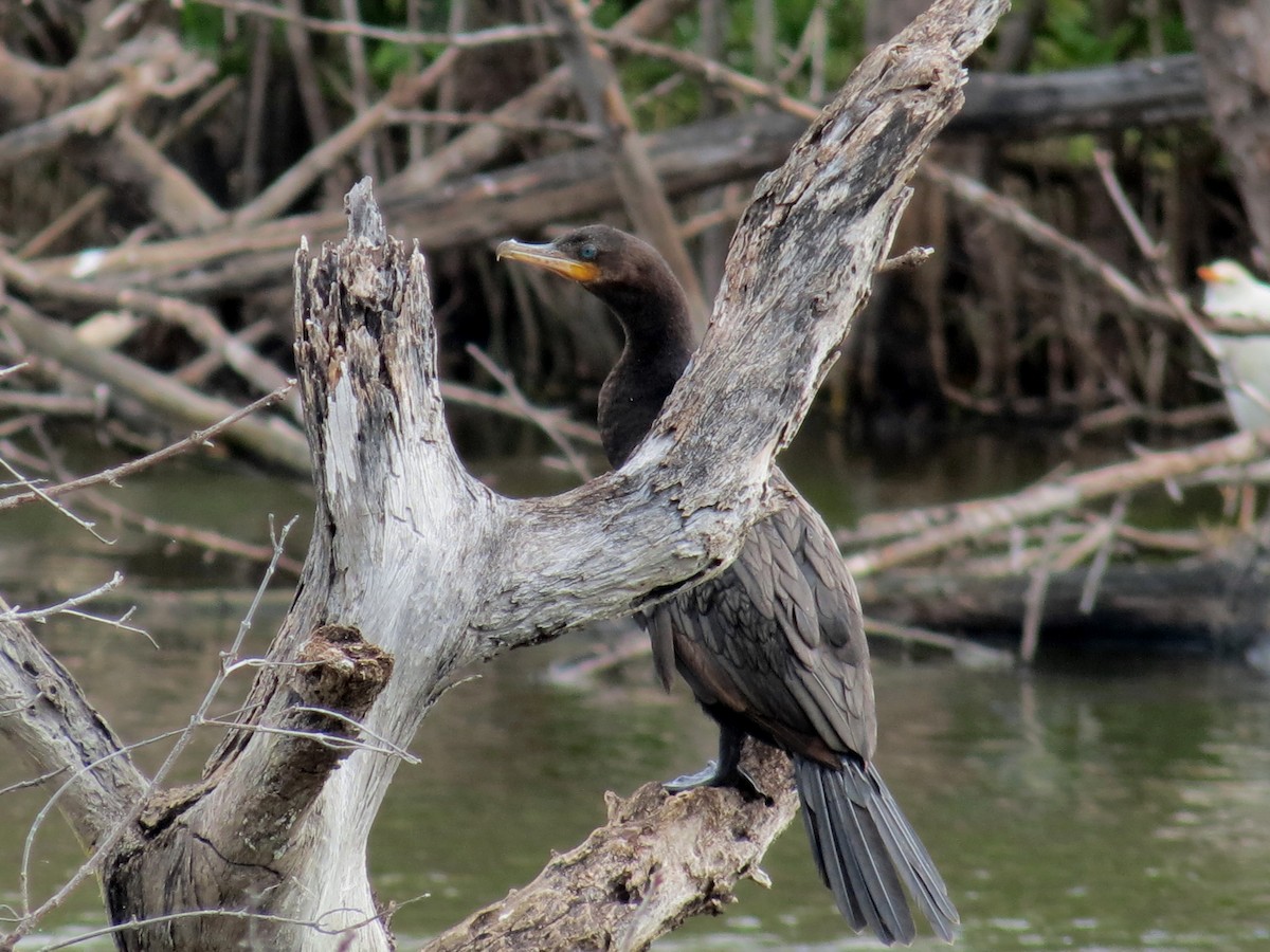 Double-crested Cormorant - Andrew Olive
