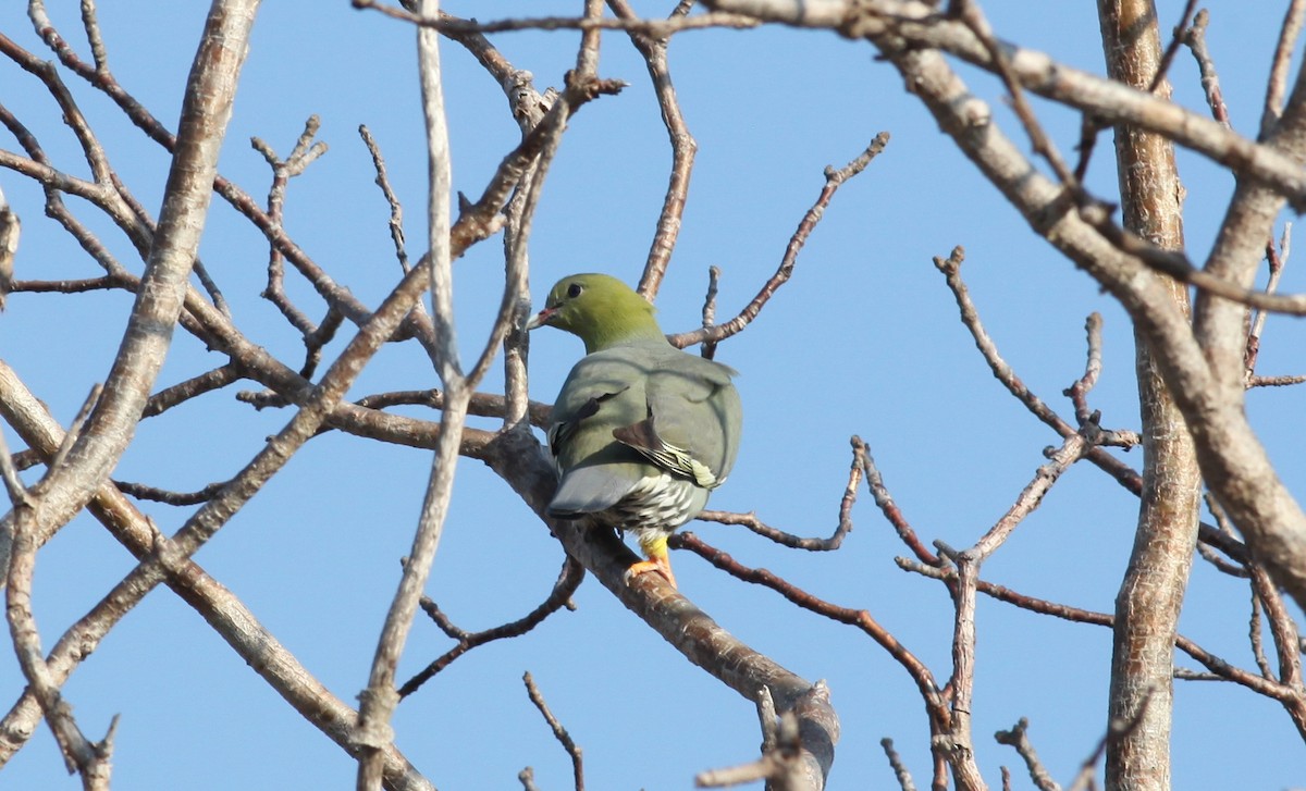 Мадагаскарский зелёный голубь - ML20330121