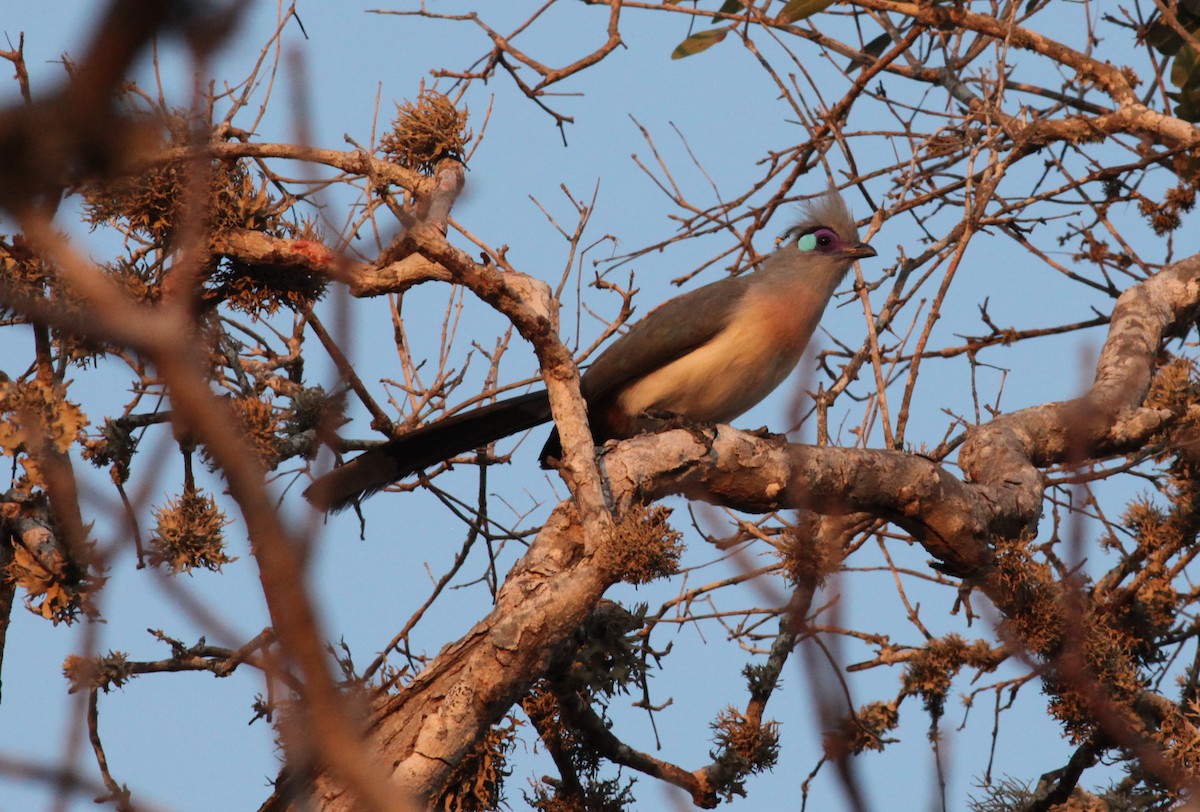 Crested Coua - ML20330191