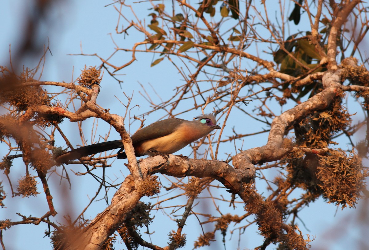 Crested Coua - ML20330201