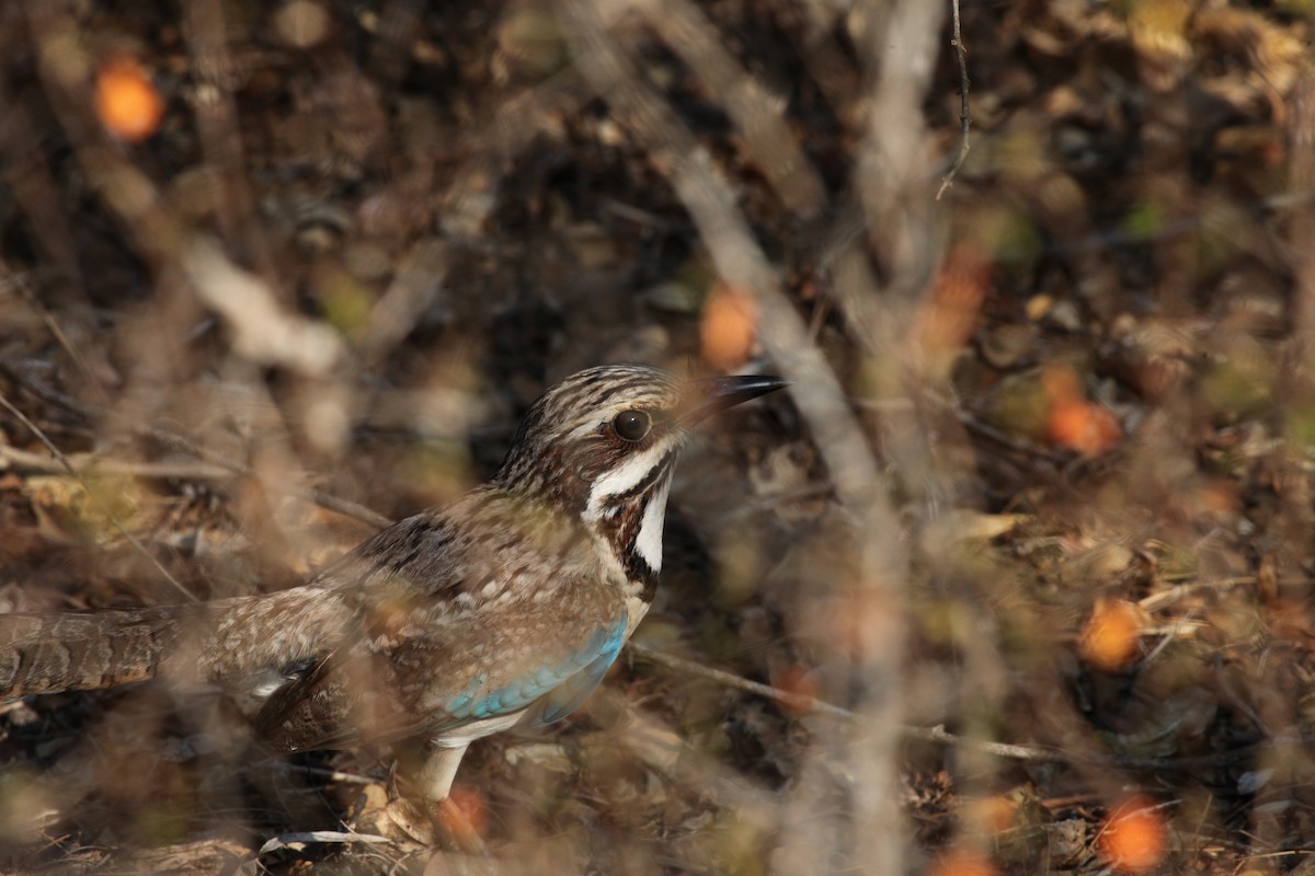 Long-tailed Ground-Roller - ML20330301