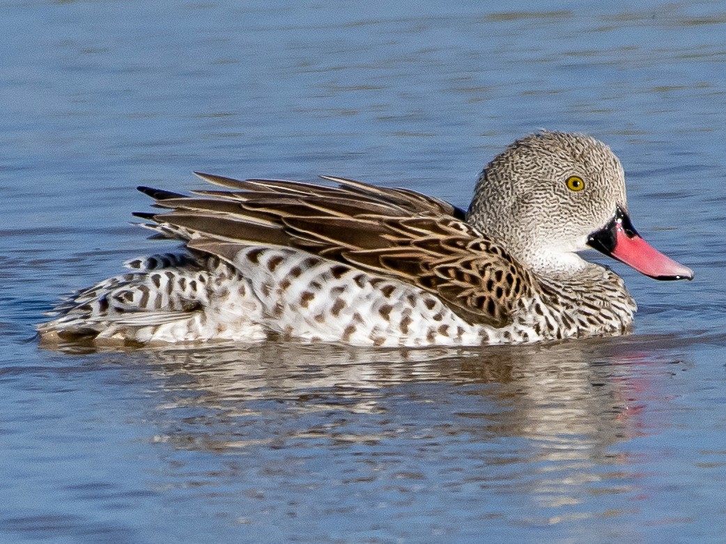 Cape Teal - James Hoagland