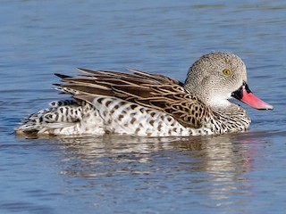  - Cape Teal