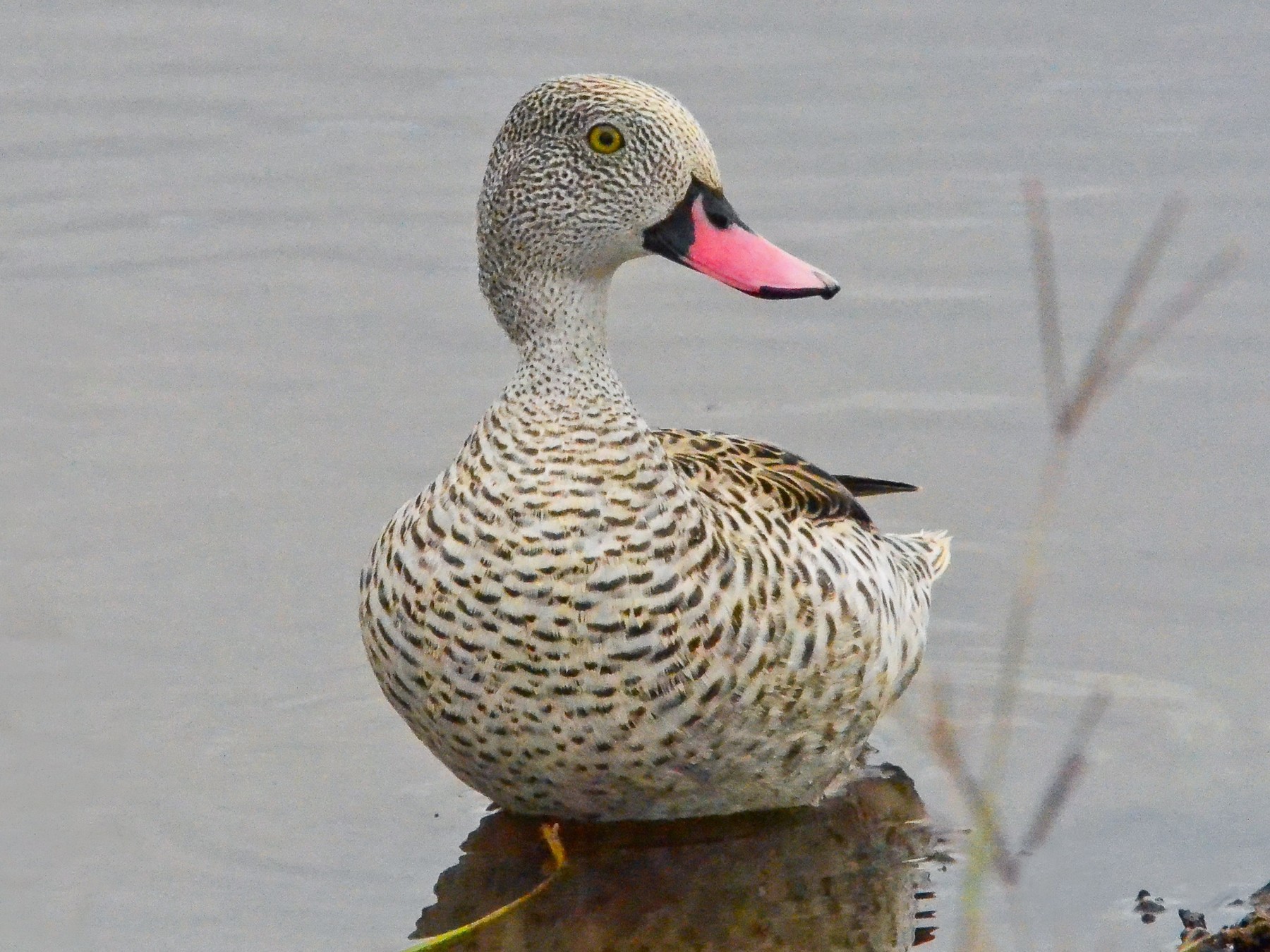 Cape Teal - Profile | Traits | Facts | Habitat | Diet | Breeding