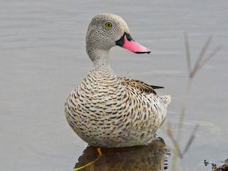  - Cape Teal