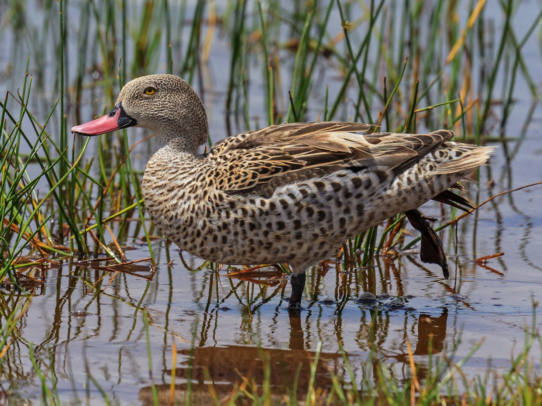 Cape Teal - Mariann Cyr