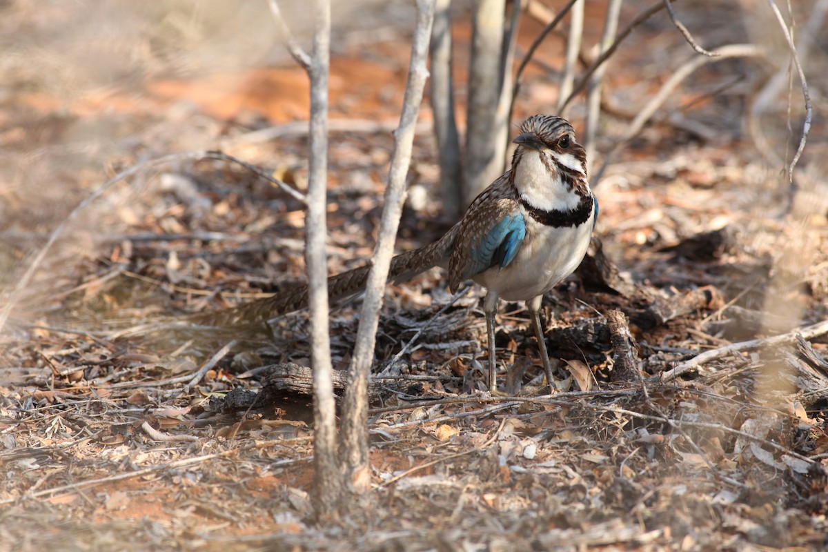 Long-tailed Ground-Roller - Scott (瑞興) LIN(林)