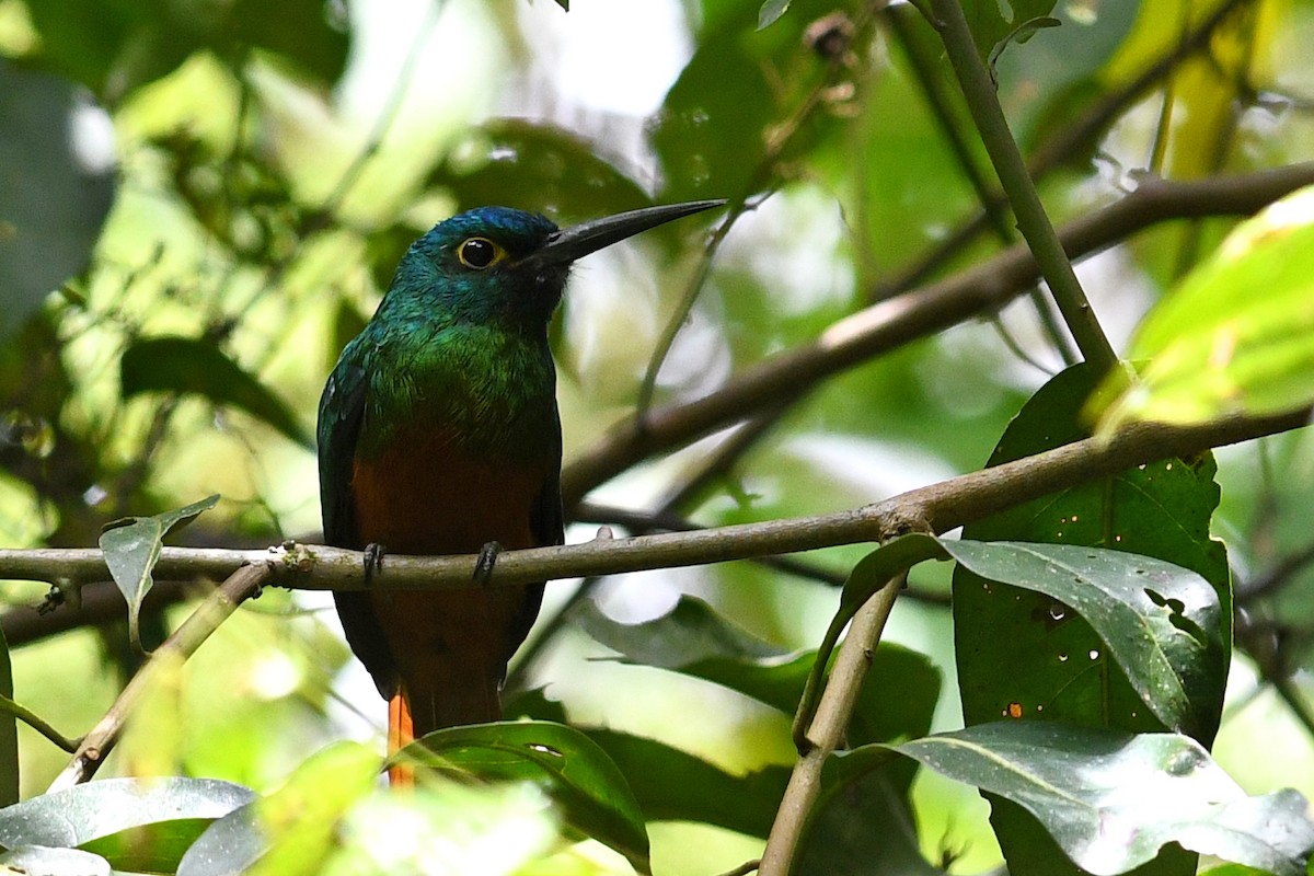 Coppery-chested Jacamar - David M. Bell