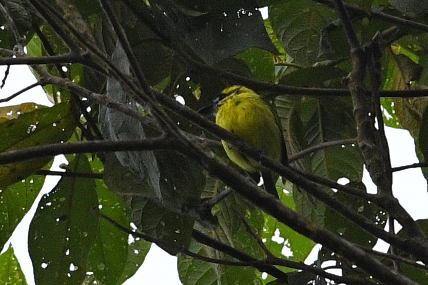 Yellow-browed Tody-Flycatcher - David M. Bell