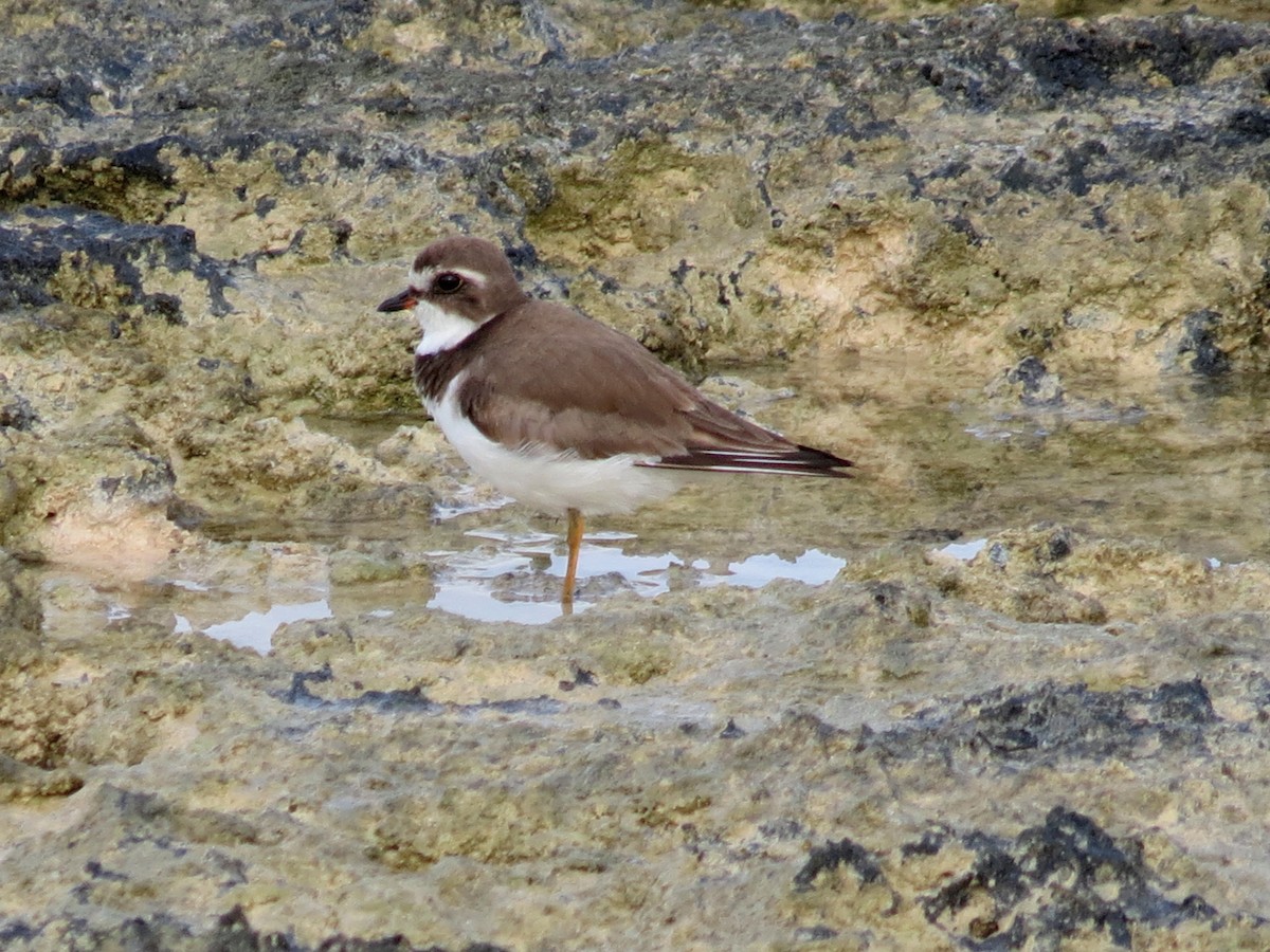 Semipalmated Plover - ML203305801