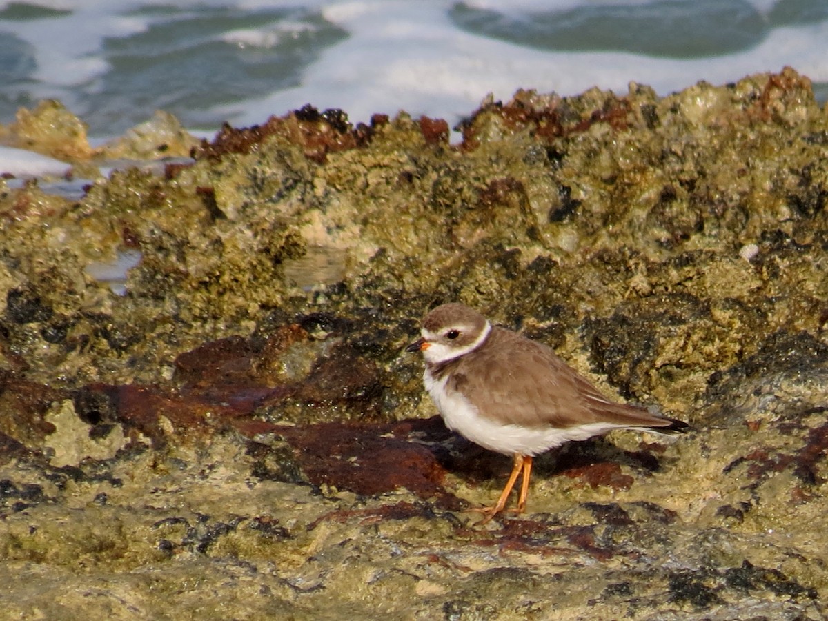 Semipalmated Plover - Andrew Olive