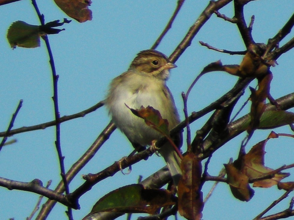 Clay-colored Sparrow - William Keim