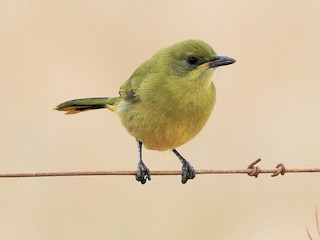 Молодая птица - Patrick MONNEY - ML203311181