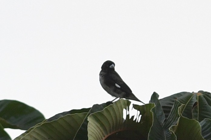 Black-and-white Seedeater - David M. Bell