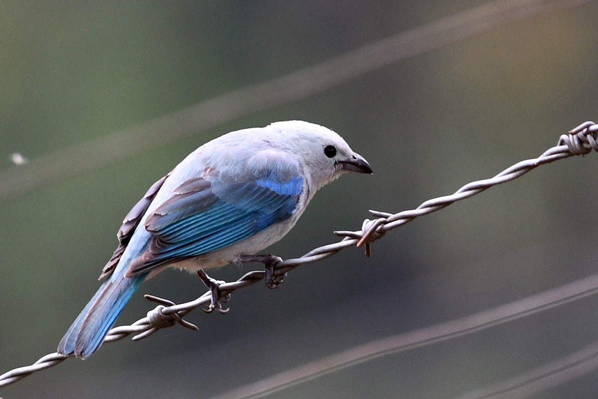 Blue-gray Tanager - David M. Bell