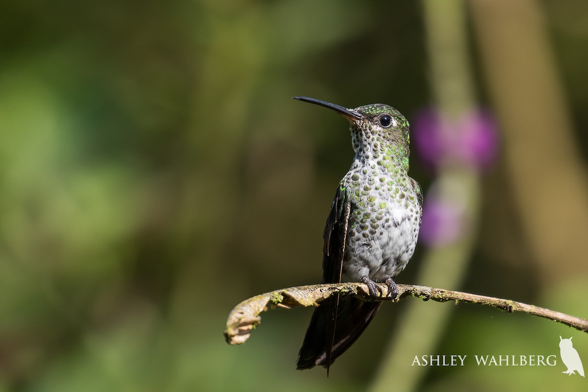Many-spotted Hummingbird - ML203311601