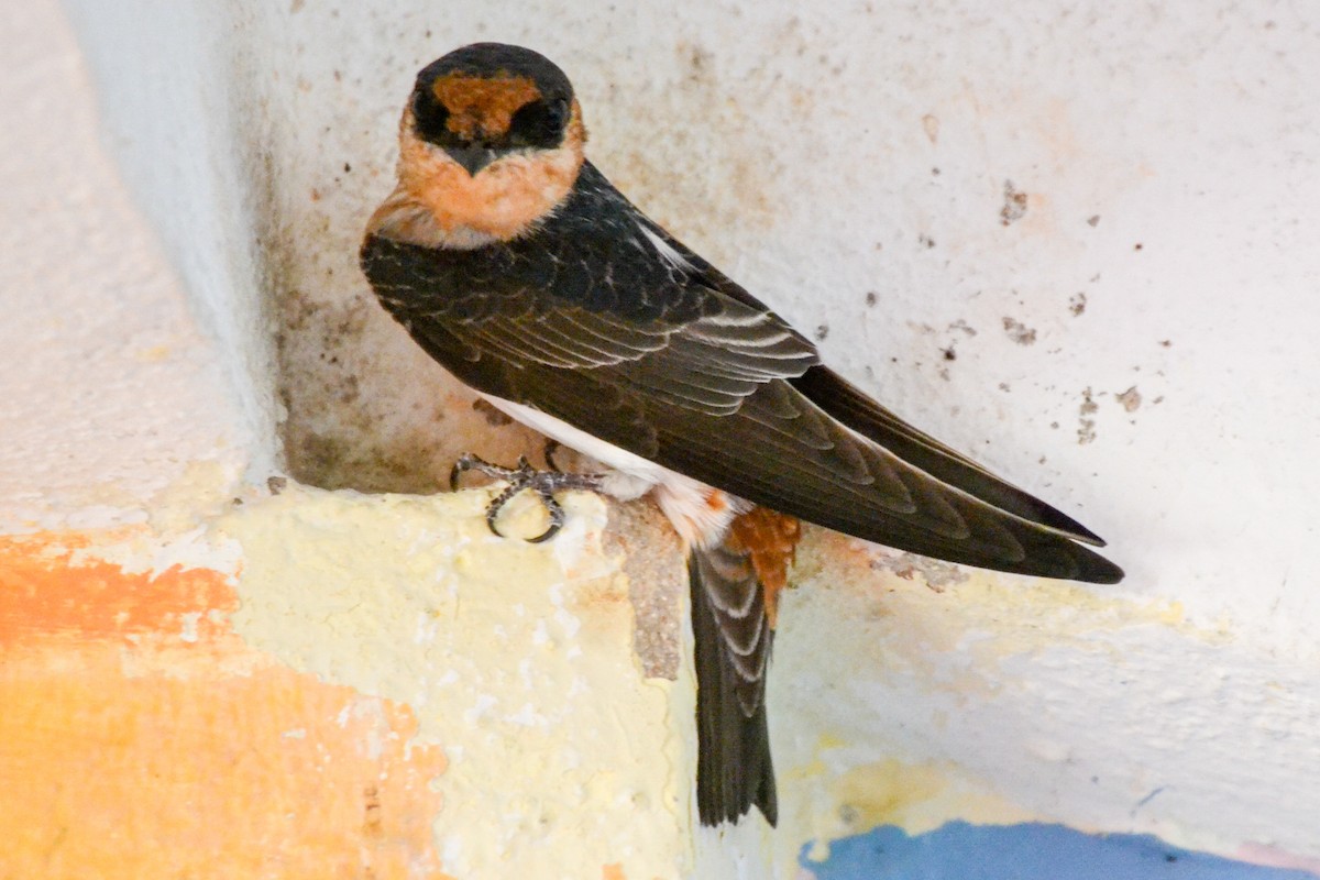 Cave Swallow - ML203314421