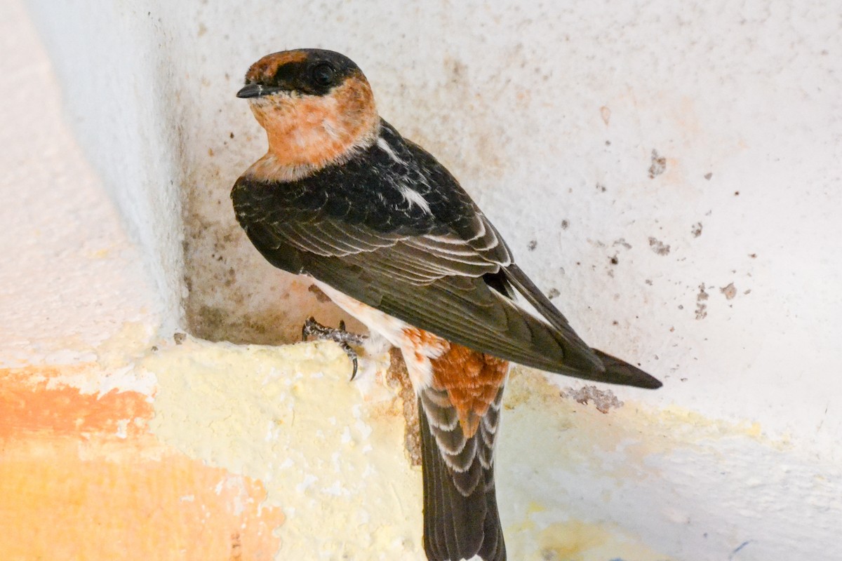 Cave Swallow - ML203314441