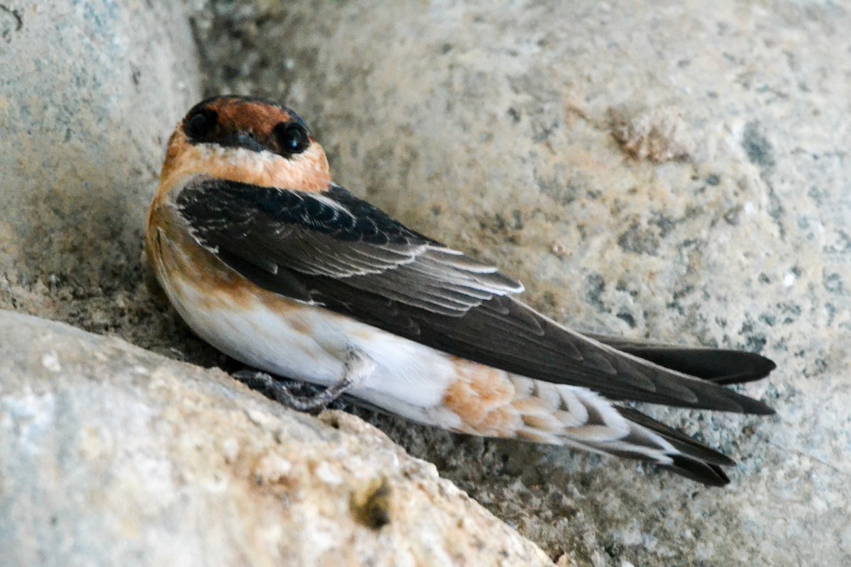 Cave Swallow - ML203314461