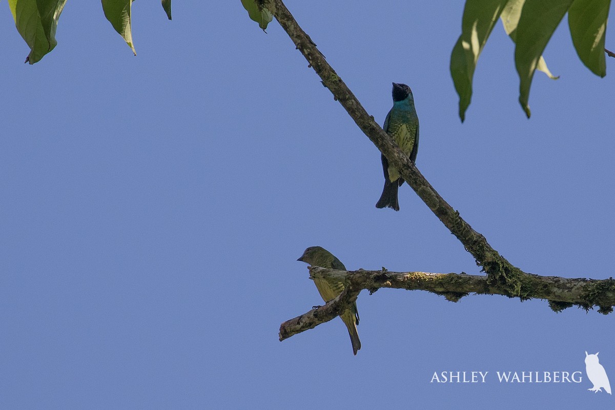 Swallow Tanager - Ashley Wahlberg (Tubbs)