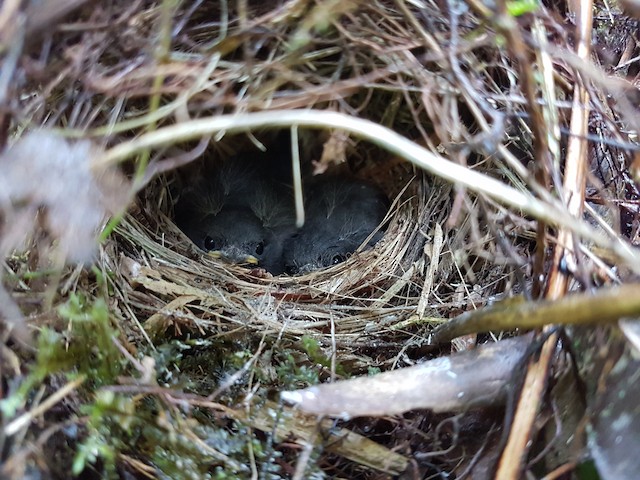 Chicks at nest; March, Valle del Cauca, Colombia. - Slate-throated Redstart - 