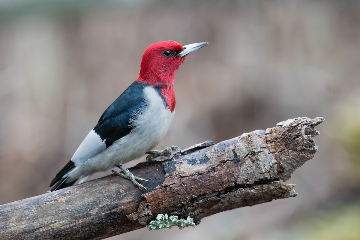 Red-headed Woodpecker - ML203317111