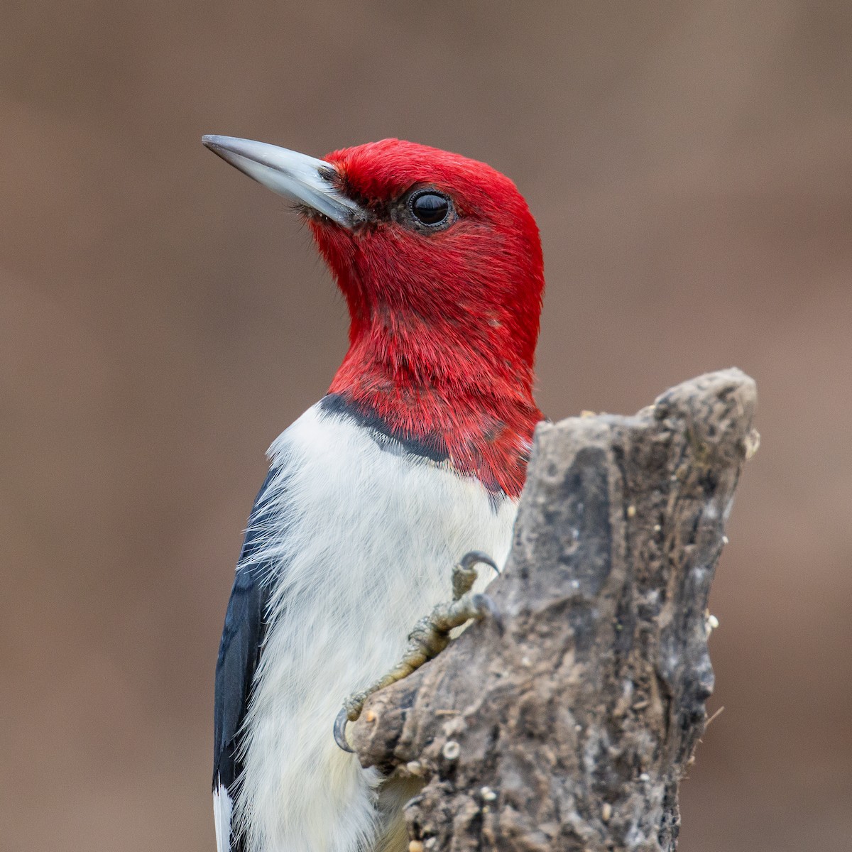 Red-headed Woodpecker - ML203317171