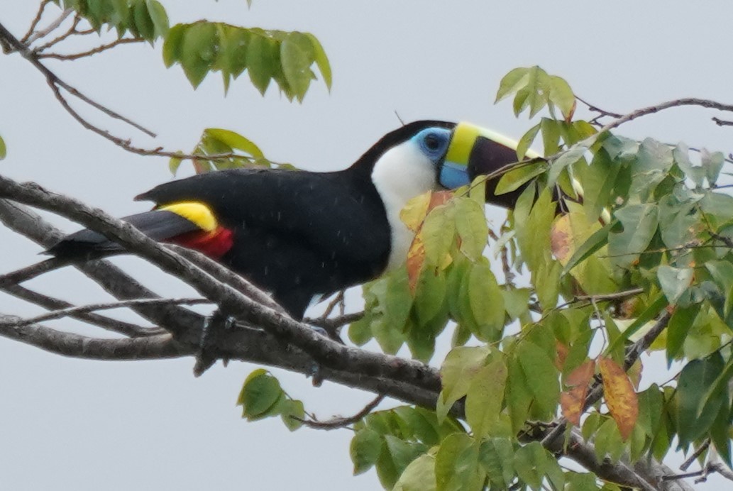 White-throated Toucan - Tracy McLellan
