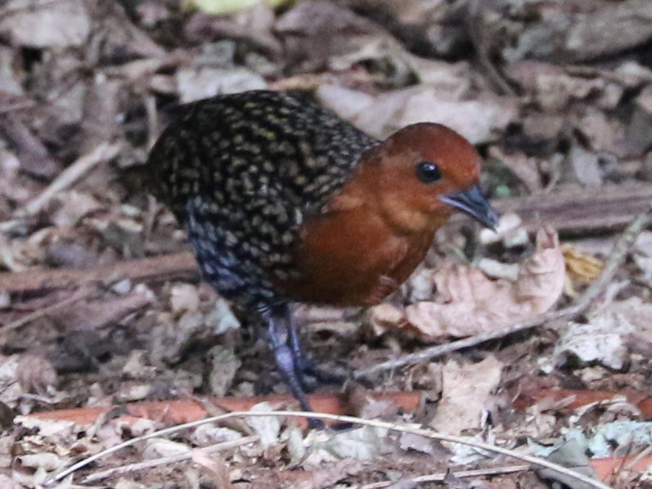 Buff-spotted Flufftail - Trina Anderson