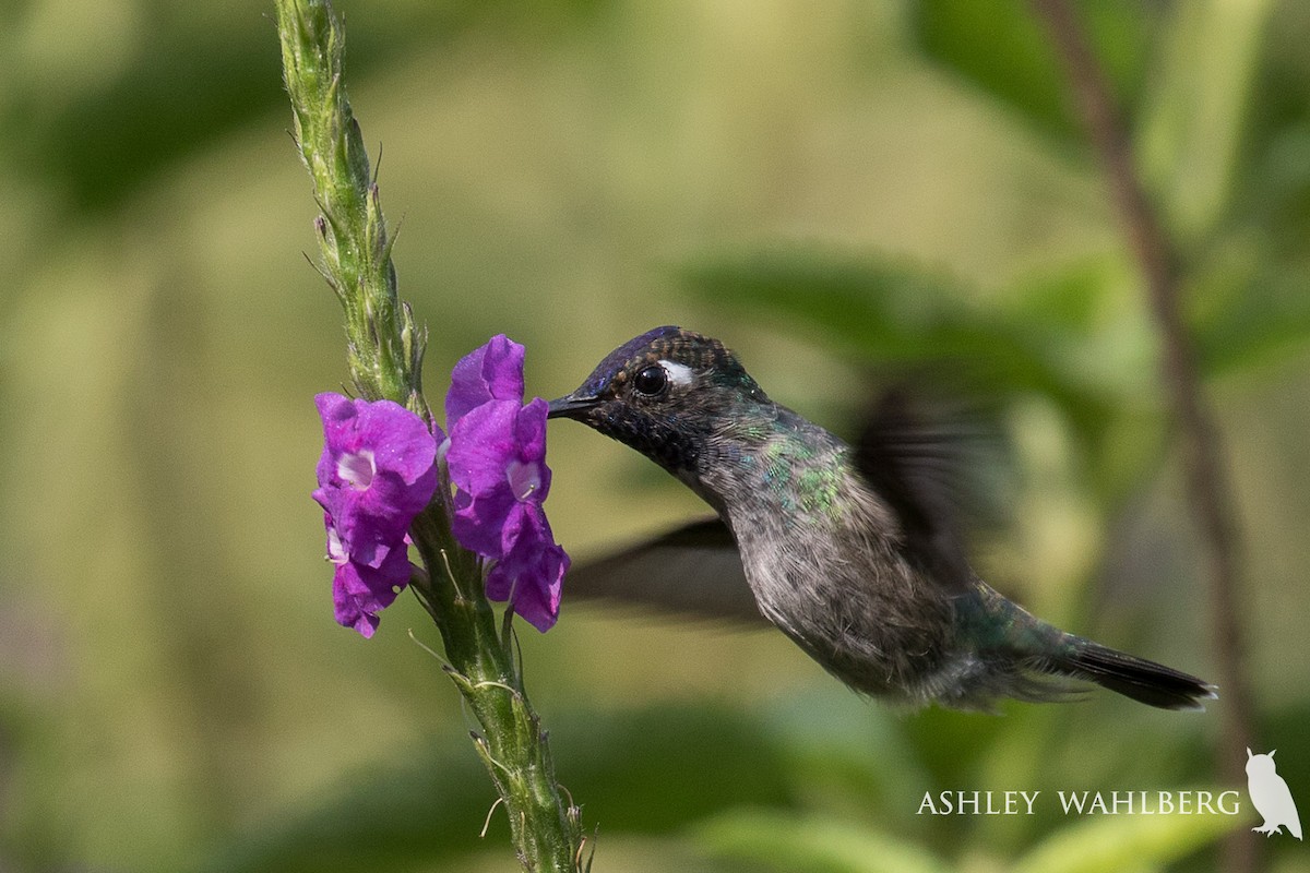 Violet-headed Hummingbird - ML203318931