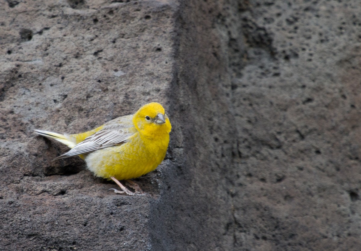 Greater Yellow-Finch - ML203319531
